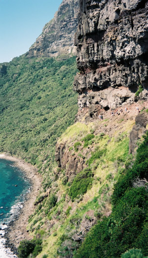 Walkers traverse the steep cliffs of the Lower Road, Mt Gower, Lord Howe Island